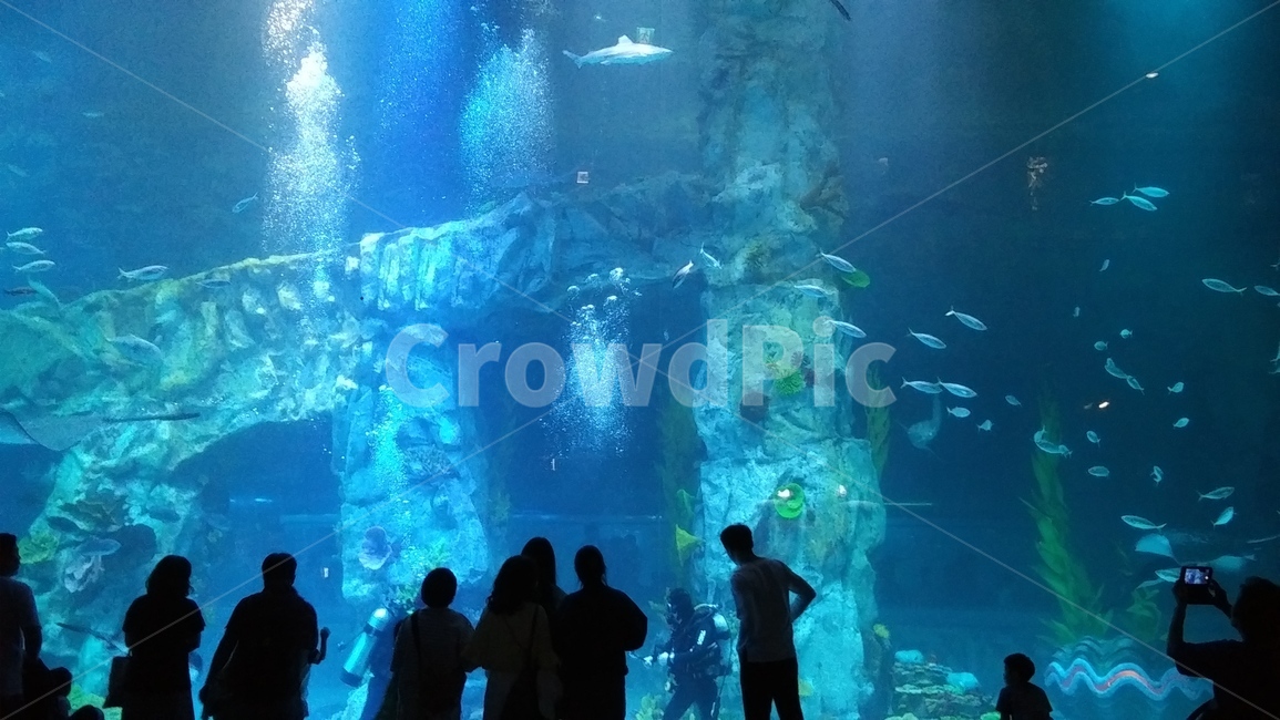 아쿠아리움,수족관,acuarium,롯데아쿠아리움,롯데타워