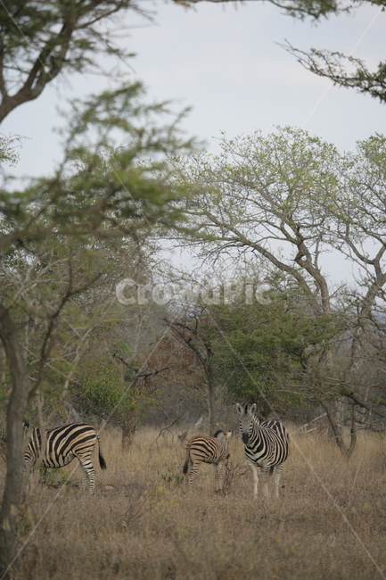 wildlife,야생동물,zebra,얼룩말,동물,animal,포유류,mammal,사파리,남아프리카공화국,동물,animal,포유류,mammal