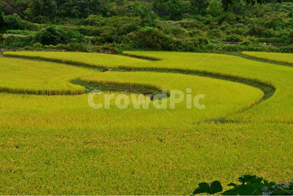 nature,자연,outdoors,field,들,옥외,rural,농촌,farm,농장,다랭이논,다랭이,농업,농사,농경지,경작,농경,벼농사,농업,농사,agriculture,farming,farming industry