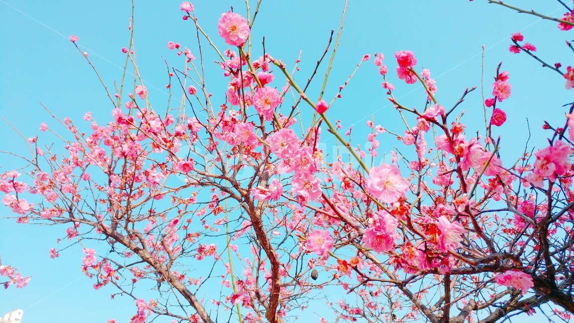 매화,홍매화,꽃,봄꽃,핑크,pink,flower,하늘,sky,식물,매화나무,화사한,자연,plum,매화꽃