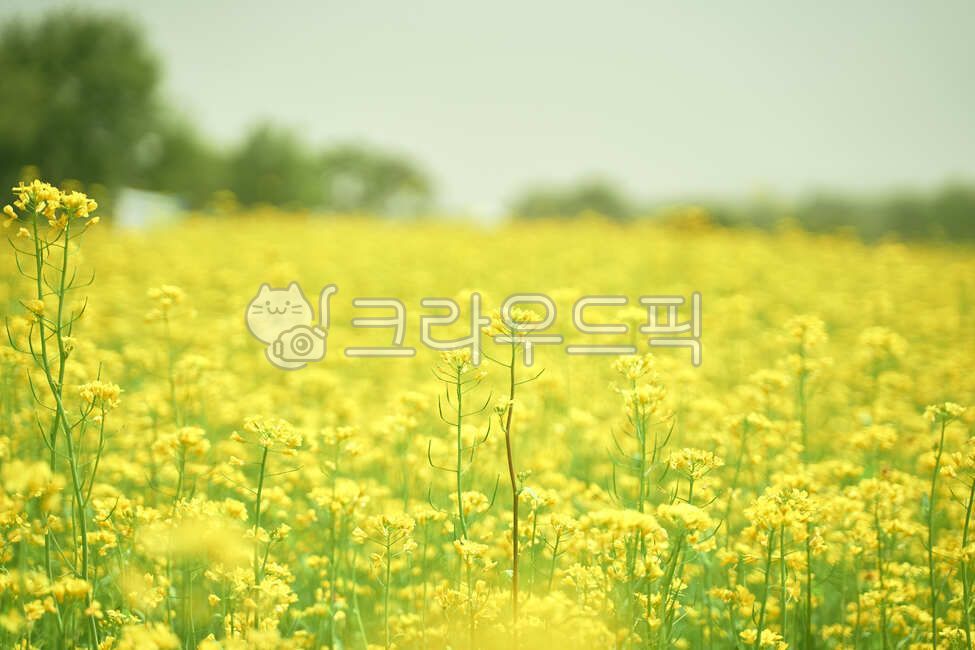 유채꽃,노란꽃,유채꽃밭,꽃밭,grassland,목초지,field,들,자연,nature,옥외,outdoors,background,꽃배경,식물,자연,plants,nature,꽃,flower