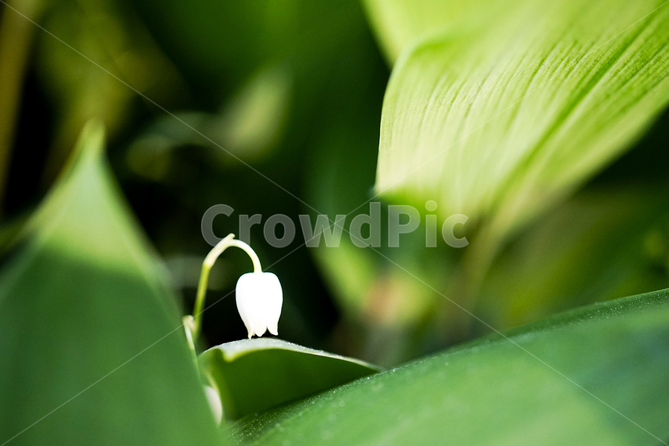 plant,식물,꽃,은방울,은방울꽃,flower,convallariamajalis,식물,자연,plants,nature