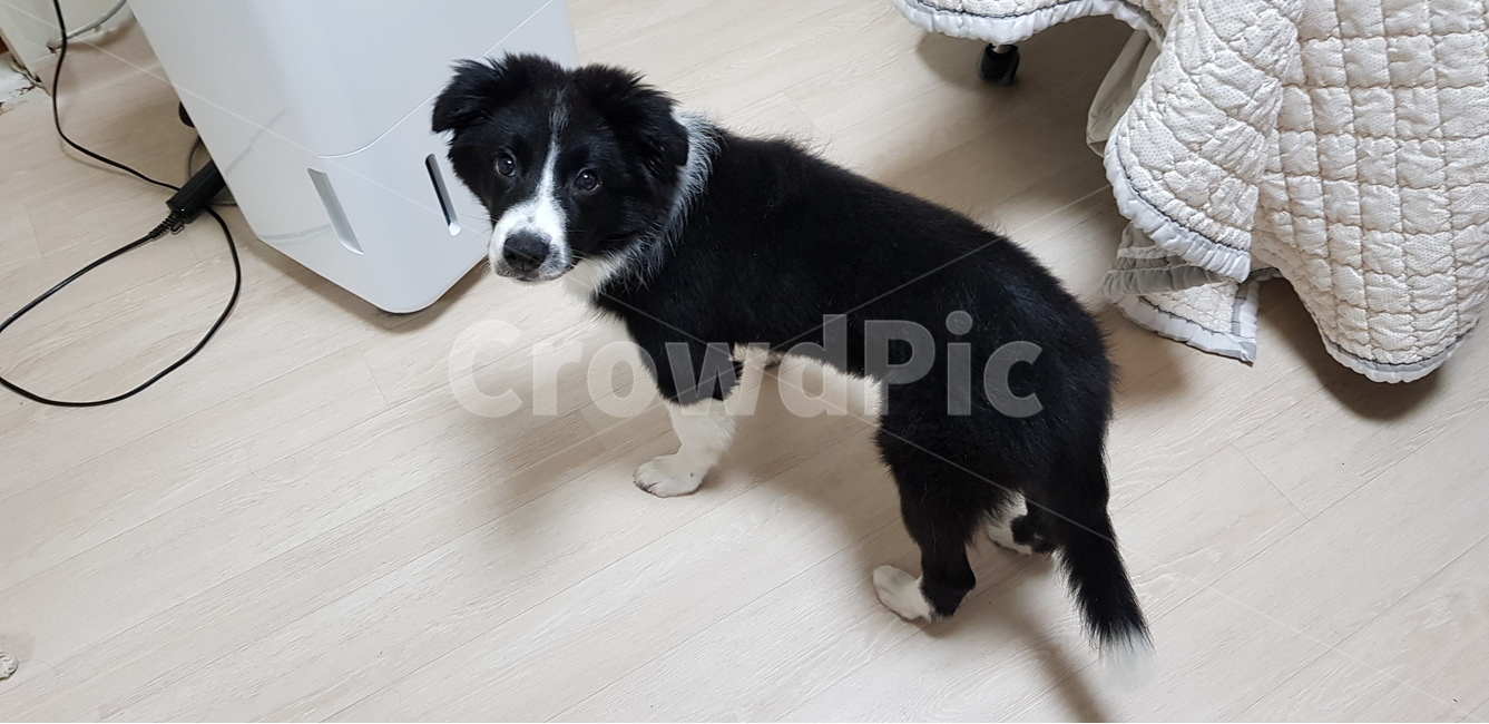 보더콜리,반련견,애완견,집개,개,강아지,콜리,동물,animal,포유류,mammal,개,강아지,dog,doggy