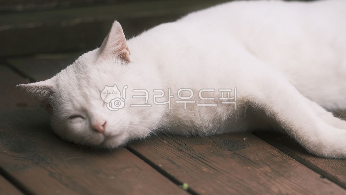 오드아이,oddeye,길고양이,alleycat,동물,고양이,animal,포유류,mammal,길냥이,streetcat,귀여운냥이,cute,아빠고양이,whitecat,하얀고양이,고양이발바닥,젤리고양이,동물,animal,포유류,mammal,고양이,cat,kitten,kitty