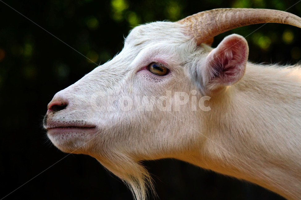 염소,동물,포유류,초식동물,자연,animal,nature,capra,가축,얼굴,동물,animal,포유류,mammal