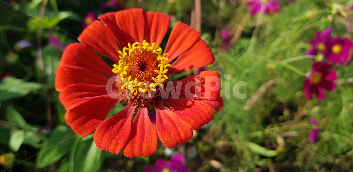 꽃술,pollen,화분,plant,식물