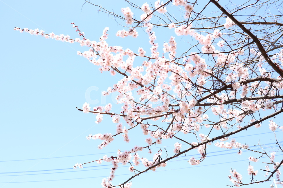 벚꽃,봄,봄꽃,분홍색,하늘