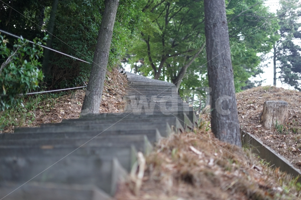 산책,뒷산,나무,나무계단,스냅샷,자연,풍경,nature,landscape