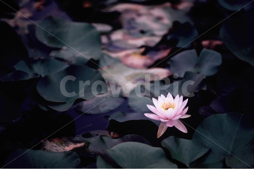 연꽃,수련,슬라이드필름,필름,분홍수련,분홍연꽃,식물,자연,plants,nature,꽃,flower,감성,sensible,feeling