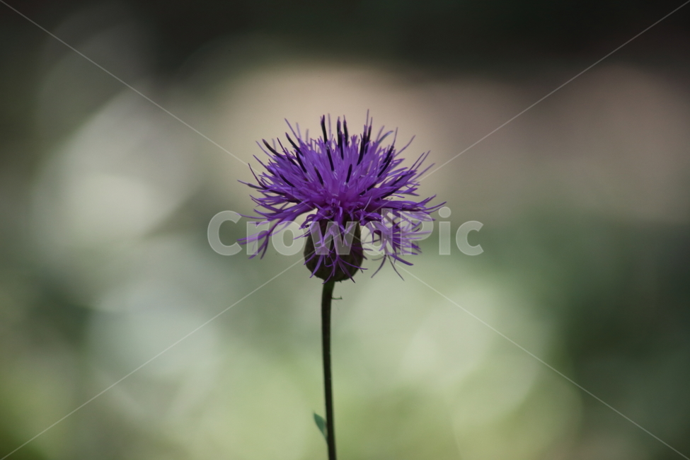 산비장이,큰산나물,mountaincoronatesawwort,flower,blossom,식물,자연,plants,nature,꽃,flower