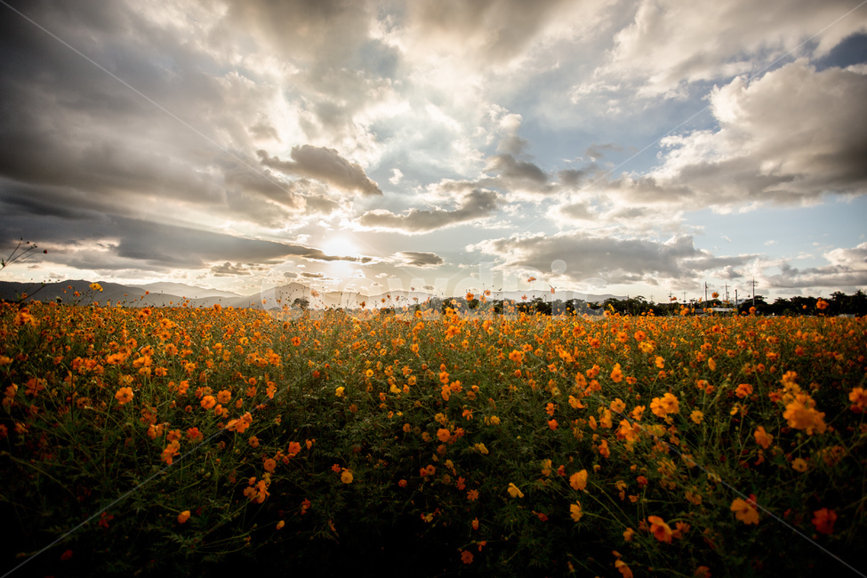 노을,풍경,들판,코스모스,하늘,경주,구름,자연,풍경,nature,landscape,식물,plants,꽃,flower,outdoors,옥외,grassland,목초지,field,들,rural,농촌,farm,농장,meadow