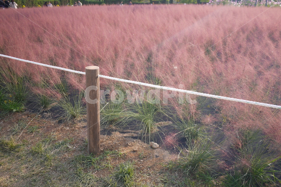 핑크뮬리,가을,꽃,식물,자연,꽃밭,계절,핑크,핑크빛,억새,공원,잎,풀,pink,pinkmuhlygrass,sunshine,plants,fall,autumn,season,feeling,nature,가을,계절,fall,autumn,season