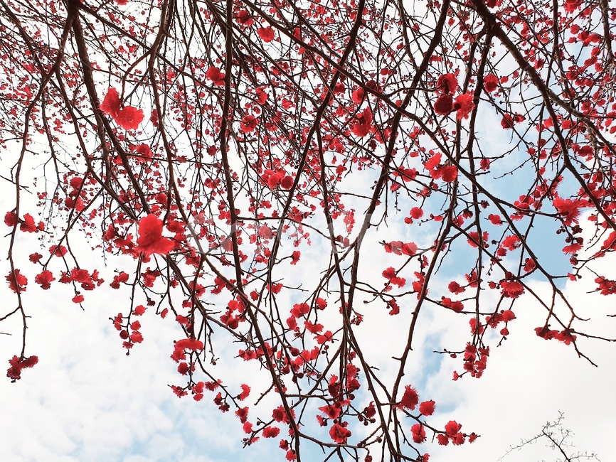 꽃,꽃잎,flower,식물,예쁜꽃