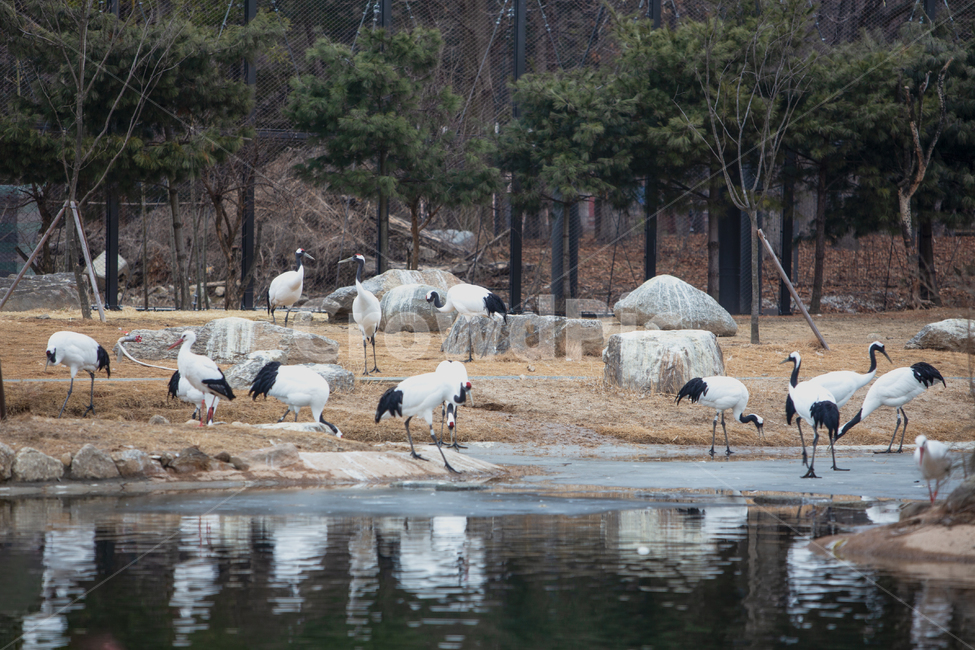bird,waterfowl,물새,풍경,연못,물가,두루미,새,철새,천연기념물,보호새,멸종위기,야생생물,야생,생물,동물,국제보호조류,보호조류,백색,몸통,부리,날개,긴다리,다리,조류,야생조류,물,조류보호,호수,호숫가,호수가,연못가,무리,두루미떼,반영,자연,조류,새,birds