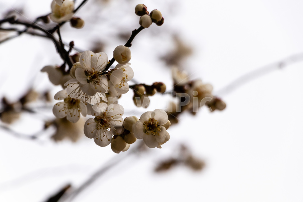 매화,매화꽃,매실꽃,흰매화,백매화,봄,계절,spring,season,식물,자연,plants,nature,꽃,flower,plant