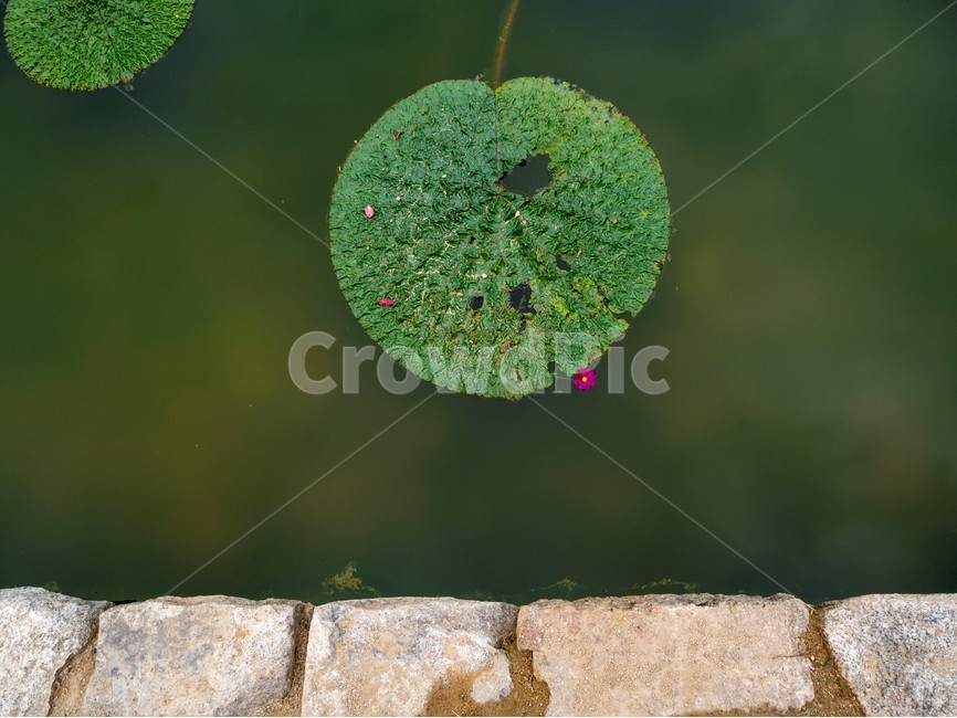 수목원,botanicalgarden,대구수목원,대곡수목원,자연,nature,연꽃,방지원도,식물,자연,plants,nature