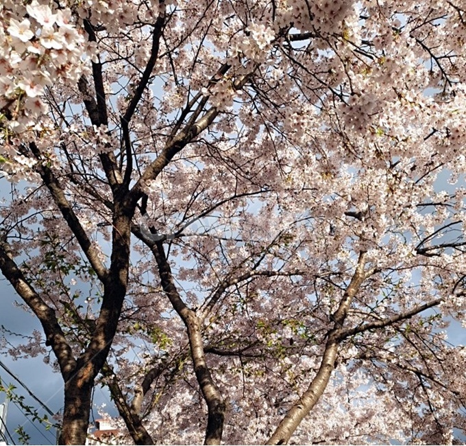 벚꽃,봄꽃,벚꽃축제,봄,꽃,cherryblossom,꽃축제,꽃나무,왕벚꽃,springseason,식물,자연,plants,nature,꽃,flower