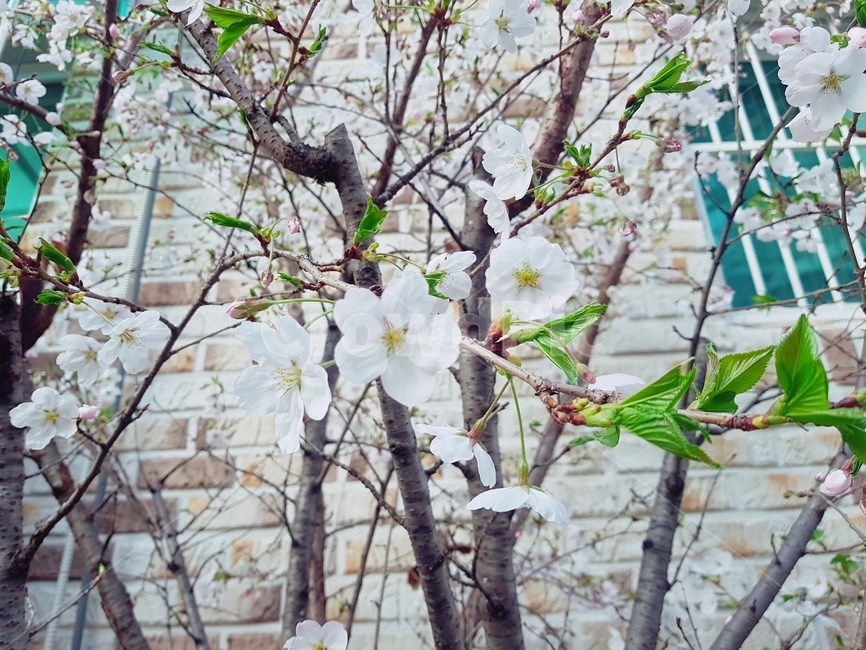 꽃,벚꽃,벚꽃나무,나뭇잎,나무,계절,봄,봄꽃,spring,나뭇가지