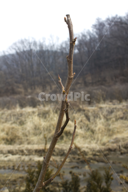 자연,식물,나무,나뭇가지,가지,앙상한,갈색,브라운