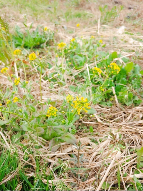 들꽃,봄꽃,귀여운꽃,꽃,작은꽃,식물,자연,plants,nature,꽃,flower