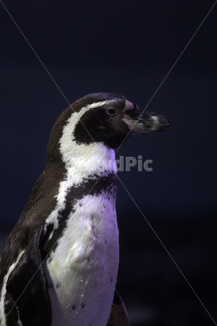 animal,동물,펭귄,아쿠아리움,penguin,동물,animal,조류,새,birds