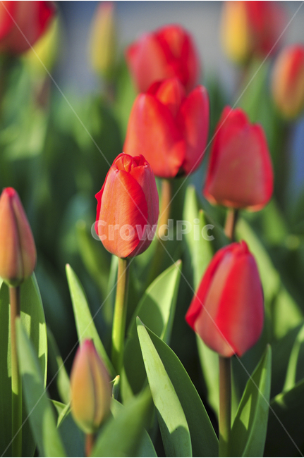 튜울립,꽃,노랑,빨강,꽃축제,봄꽃,봄,계절,spring,season,식물,자연,plants,nature,꽃,flower,plant