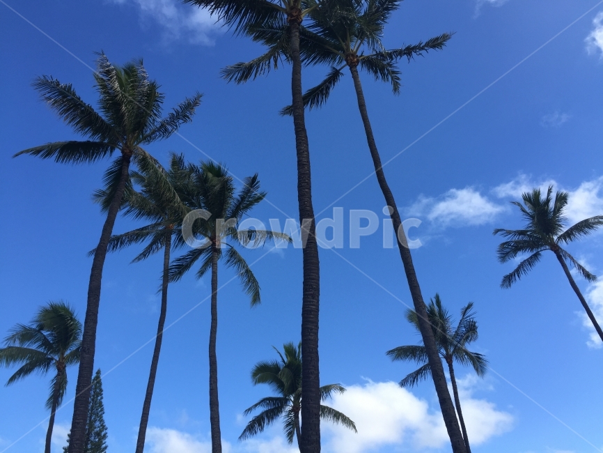 하와이,야자나무,하늘,나무,맑은,높은,여행,여름,hawaii,palm,tree,sky,blue,식물,자연,plants,nature,나무,trees,wood