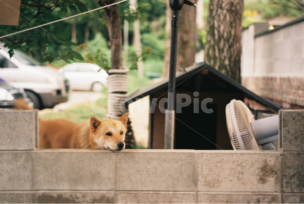 필름,개,강아지,감성,동물,골목길,alley,동물,animal,포유류,mammal,개,강아지,dog,doggy,car,차,automobile,자동차,vehicle,차량,transportation,교통