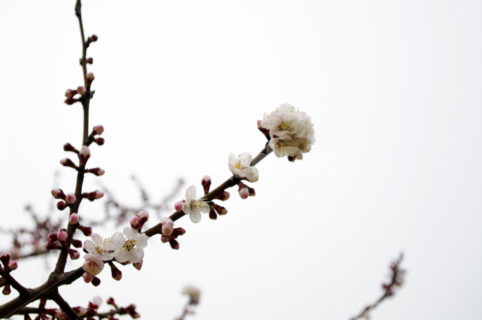 꽃,flower,매화,식물,plant,봄,spring,계절,식물,자연,plants,nature,꽃,flower