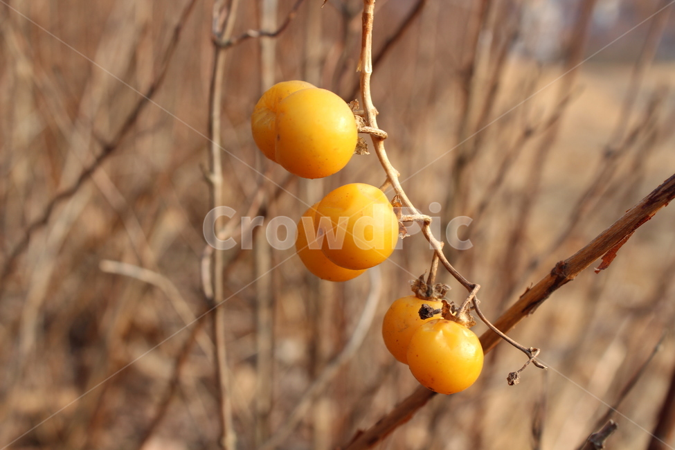 plant,식물,fruit,produce,yellow