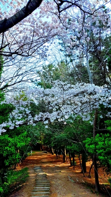 plant,식물,꽃,벚꽃,cherryblossoms