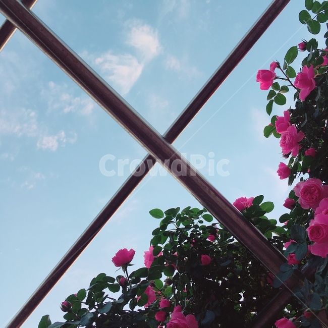 장미,자연,꽃,분홍,정원,rose,pink,color