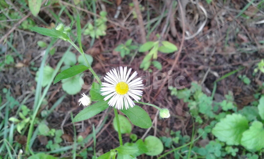 plant,식물,blossom,daisy,데이지,flower,꽃,식물,자연,plants,nature,꽃,flower