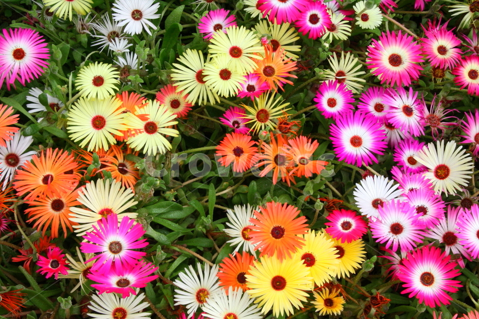 데이지,꽃,야생화,꽃사진,알록달록,식물,자연,plants,nature,꽃,flower