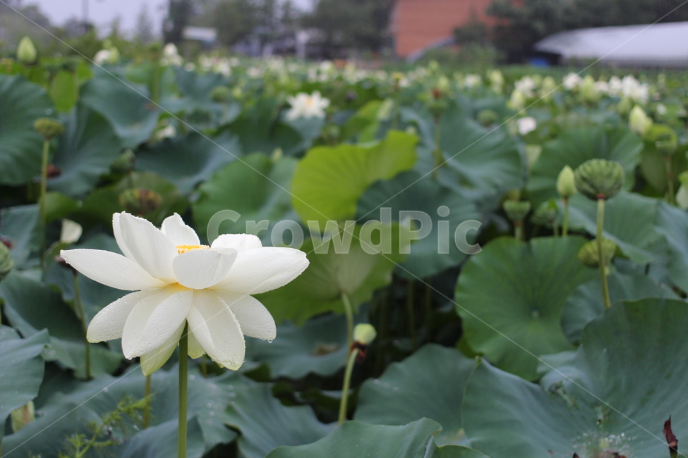 연꽃,꽃,비오는날,비맞은꽃,lotus,식물,자연,plants,nature,꽃,flower