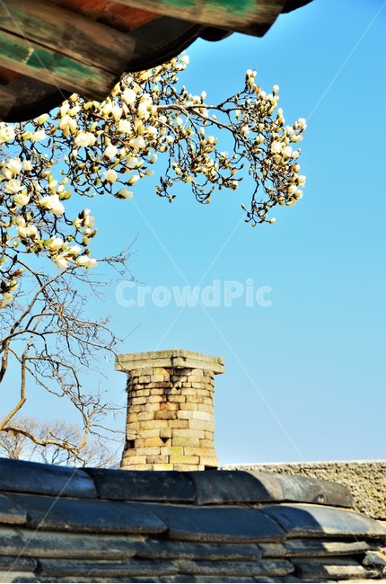 첨성대,봄,벚꽃,기와,감성,봄,계절,spring,season,한국전통,한국문화,korean traditional,korean culture,랜드마크,landmark,tourist attraction,한국랜드마크,한국관광지,한국명소,korea landmark,korea tourist attraction,건축물,건물외관,exterior,building,structure,architecture,construction