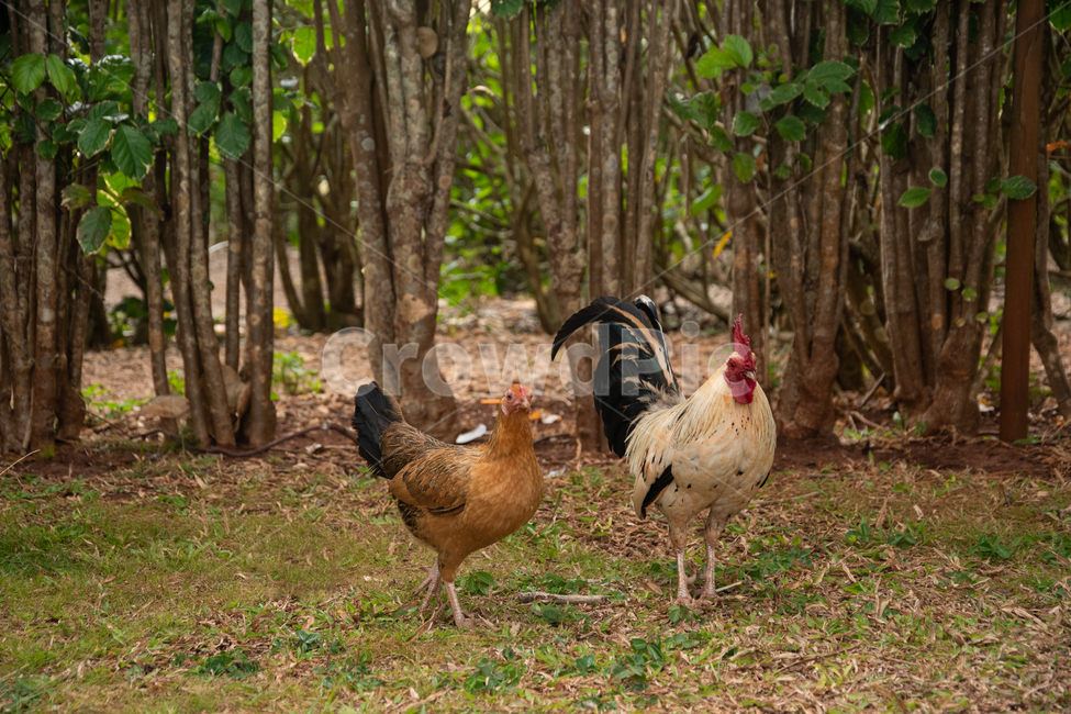 닭,동물,자연,수탉,암탉,치킨,야외,잔디,미국,풀,나무,chicken,wildlife,animal,outdoor,nature,green,tree,grass,cock,hen,yellow,brown,white,갈색,흰색,야생,배경,background,close,macro,closeup,매크로,동물,animal,조류,새,birds