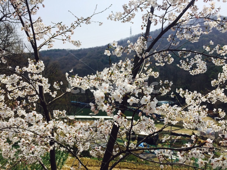 벚꽃,벚꽃나무,봄,봄꽃,벚꽃잎,벚꽃엔딩,반고흐,아몬드나무,식물,자연,plants,nature,꽃,flower,나무,trees,wood