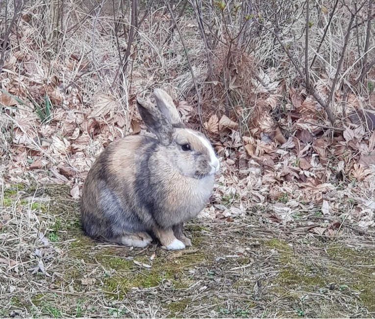토끼,동물,산토끼,animal,rabbit