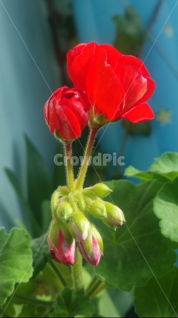 꽃,자연,계절,플라워,아름다움,색감,개화,flower