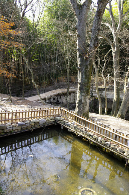 나무,대나무,숲,풍경,단풍,자연,풍경,nature,landscape,water,물,outdoors,옥외