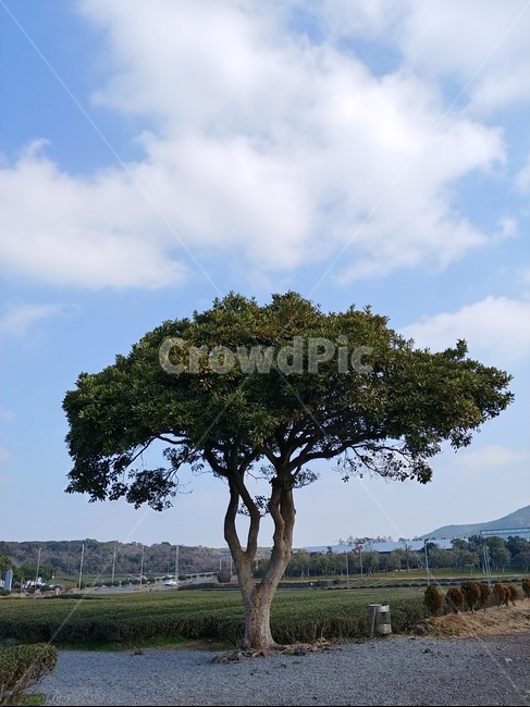 나무,한그루,구름,하늘,맑은날씨,식물,자연,plants,nature,나무,trees,wood
