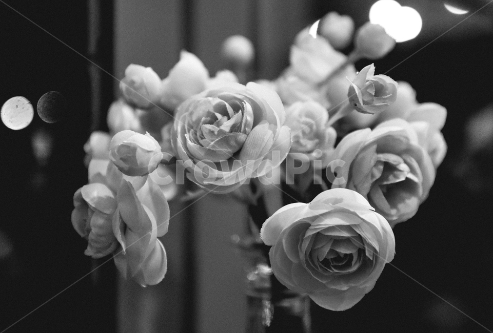plant,식물,flower,blossom,꽃,rose,장미,흑백사진,흑백,blackandwhite,꽃,flower,흑백,모노톤,monochrome,black and white