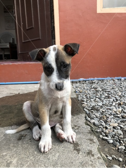 강아지,새끼강아지,필리핀,핑크젤리,얼룩이,뾰족한,귀여운,동물