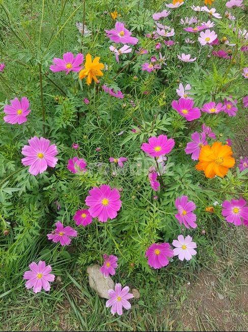 flower,식물,꽃,코스모스,commoncosmos,식물,자연,plants,nature,꽃,flower