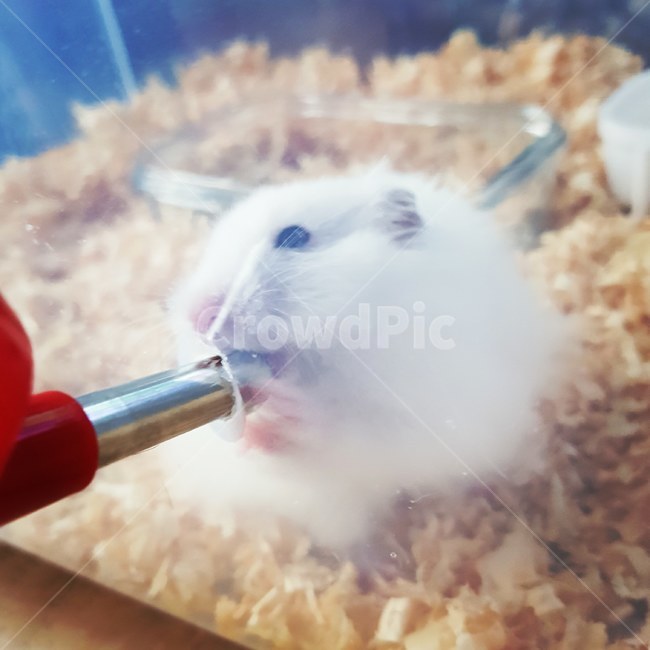 햄스터,급수기,동물,애완동물,골든햄스터,귀여움,동물,animal,포유류,mammal