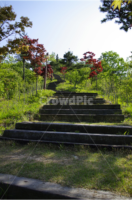 숲길,길,계단,나무,숲,자연,tree,수목원,자연,풍경,nature,landscape,outdoors,옥외