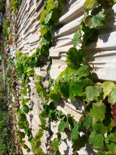 담쟁이덩쿨,담쟁이,ivy,leaf,plant,식물,잎,덩쿨,벽,담,wall,vine,bostonivy,식물,자연,plants,nature