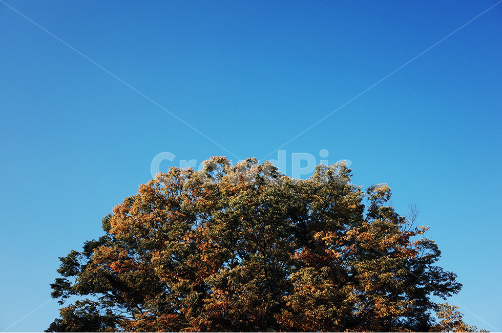 하늘,가을,단풍,파랑,sky,fall,blue,풍경,자연,풍경,nature,landscape,tree,나무,plant,식물