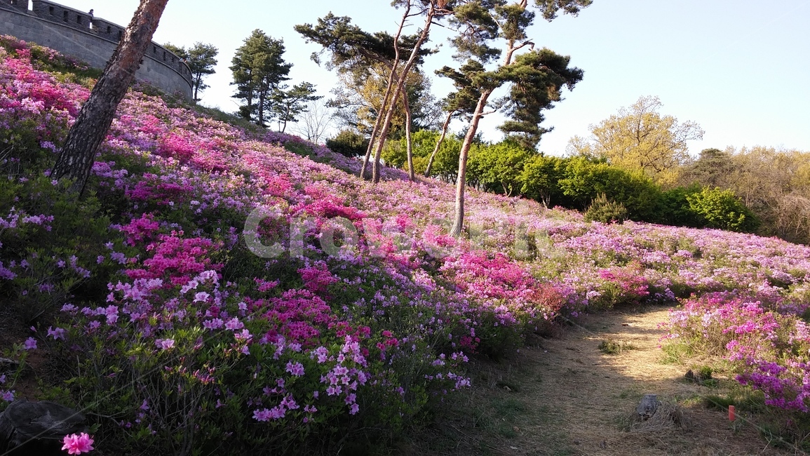 royalazalea,철쭉,광성보,강화도,봄나들이,식물,자연,plants,nature,꽃,flower